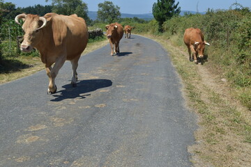 Vacas por la carretera de un pueblo en Galicia, España