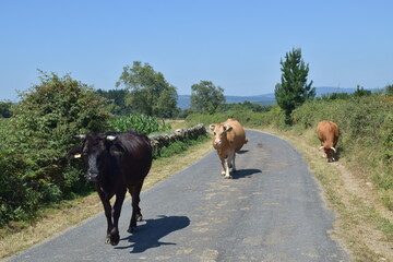 Vacas por la carretera de un pueblo en Galicia, España