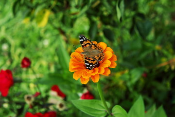 butterfly on  zinnia flower blooming in garden