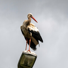 Adult white stork (Ciconia ciconia) on the street lamp - Choczewo, Pomerania, Poland