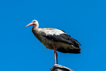 Adult white stork (Ciconia ciconia) on the street lamp - Choczewo, Pomerania, Poland