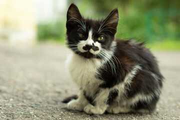 The kitten looks into the camera. Black-white kitten on the street.
