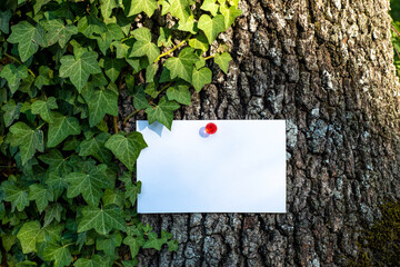Blank greeting card, business card, invitation card mockup hanging with red drawing pin on treeark in the background and trampling ivy in the daylight.Nature, natural and environment concept.