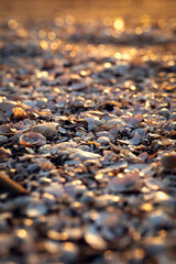 Obraz premium seashells by the sea