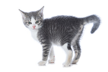 Cute tabby kitten isolated on white