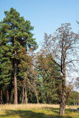 Landscape with trees