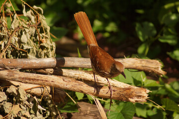 Wild bird in a bush in close up