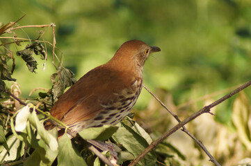 Wild brown thrasher bird in the bushes.