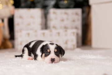 Hermoso canino con un arbolito de navidad y luces navideñas y cajas de regalo