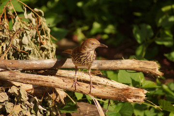 Cute bird in a bush in the wild.