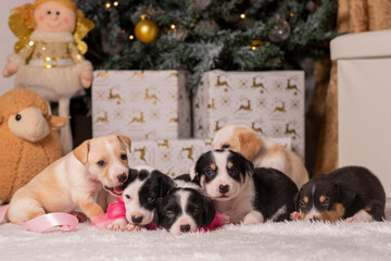 Hermoso canino con un arbolito de navidad y luces navideñas y cajas de regalo