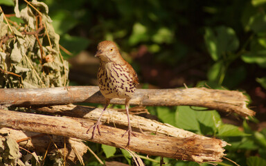 Wild Brown Thrasher Bird on branches in a bush.