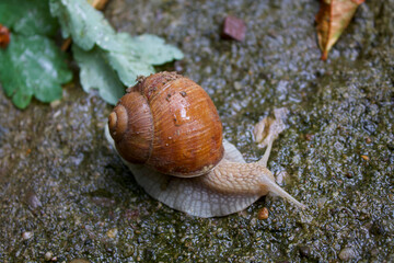 Escargot (Helix pomatia, Weinbergschnecke)