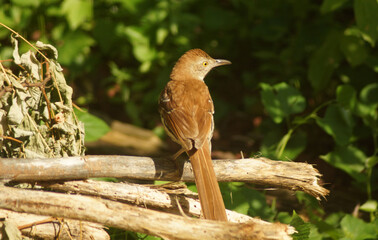 Brown Thrasher bird on a branch.