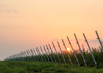 Growing apples in horticultural agriculture. Apple trees grow on special supports and an irrigation system supply