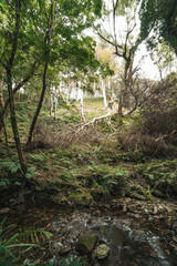 Fallen tree in Dhoon Glen, Isle of Man