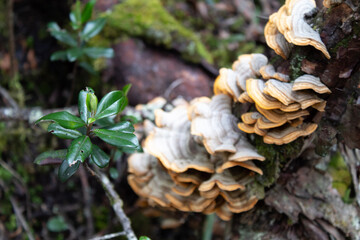 group of mushrooms