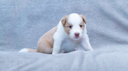 Border collie puppy white and cream sitting on the grey blanket