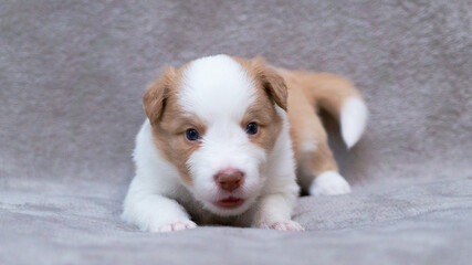 Border collie puppy white and cream sitting on the grey blanket