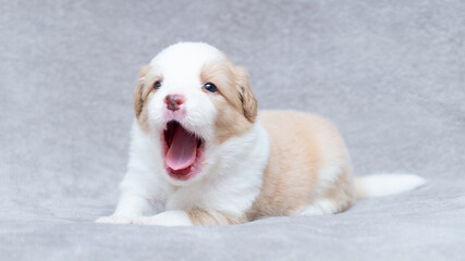 Border collie puppy white and cream sitting on the grey blanket