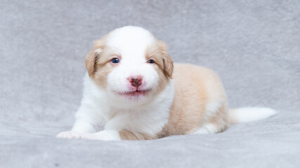 Border collie puppy white and cream sitting on the grey blanket