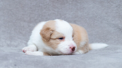 Border collie puppy white and cream sitting on the grey blanket