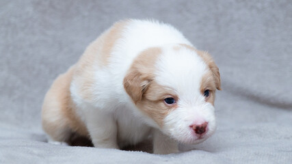 Border collie puppy white and cream sitting on the grey blanket