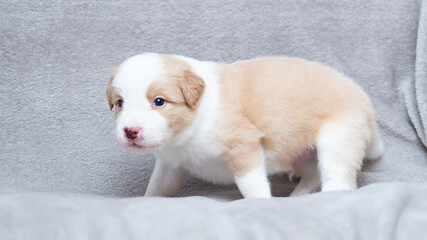 Border collie puppy white and cream sitting on the grey blanket