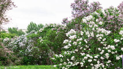 While and pink lilac bushes