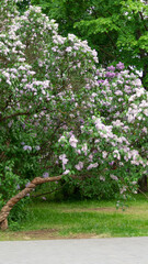 Fototapeta na wymiar Pink and white lilac bush full size