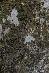 Fototapeta premium 이끼 낀 바위 바탕