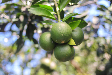 Jeruk bali mini or Pomelo or Citrus Maximamini hanging on the tree.