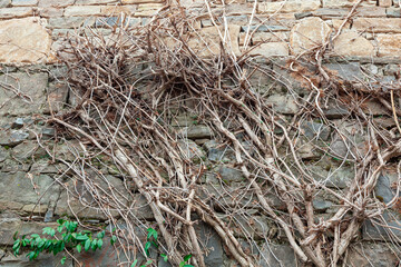 tree on stone wall