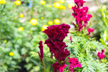 Cockscomb Flower or Celosia cristata with green leaves blooming in the garden. Beautiful Magenta Flower Stock Images.
