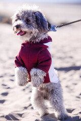 Perro caniche de paseo en la playa con correa y ropa