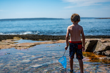 Young child with a net catching a crab in a tidal pool at Acadia National Park in Maine