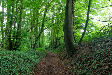 Fototapeta na wymiar path in the green fresh forest