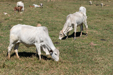 Naklejka na ściany i meble Nelore cows eating on dry pasture