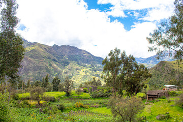 landscape in the summer