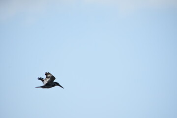 Pied Kingfisher flying in the sky