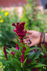 Beautiful Asian girl hand touching Comb flower or Celosia cristata with green leaves blooming in garden. Beautiful Magenta Flower Stock images.