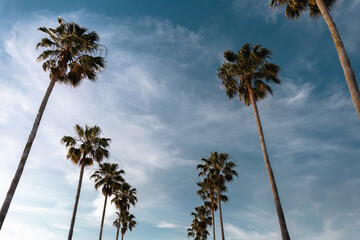 Obraz premium Palm trees against blue sky