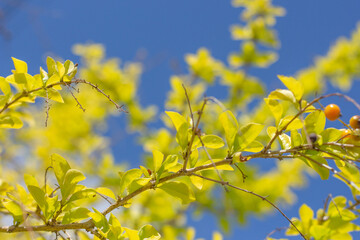 super close-up of a growing Duranta erect with a blue sky in the background.
