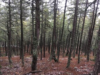 forest in autumn