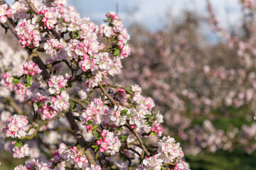 Apple blossom in bloom in a modern cider orchard