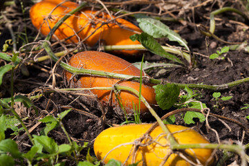 fully ripe and yellowed cucumbers