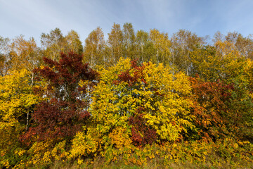 Fototapeta premium orange and yellow maple foliage