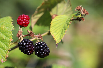 Ripe and unripe blackberries on branch. Growing of blackberry in garden