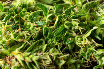 marijuana bump macro, cannabis medicinal and analgesic plant close up.