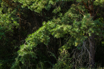 Green small pine trees with fresh shoots in spring or summer. Dense thickets of stunted pines with young branches in the spring in the mountains